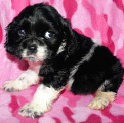 American Cocker Spaniel