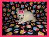 CKC Miniature American Eskimo puppies - photo 1