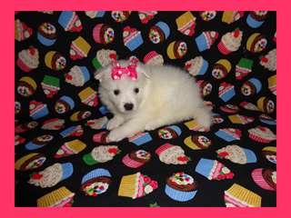 CKC Miniature American Eskimo puppies
