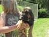 AKC Bloodhound puppies for sale- Only Two - photo 1