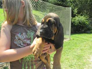 AKC Bloodhound puppies for sale- Only Two