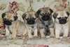 splendides chiots carlin dispo - photo 1