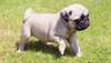 splendides chiots carlin dispo - photo 2