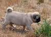 splendides chiots carlin dispo - photo 3