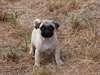 splendides chiots carlin dispo - photo 4