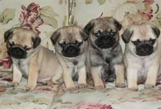 splendides chiots carlin dispo
