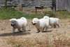 chiots berger blanc suisse disponible de suite - photo 2