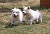 chiots berger blanc suisse disponible de suite - photo 3