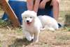 chiots berger blanc suisse disponible de suite - photo 4