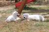 chiots berger blanc suisse disponible de suite - photo 5