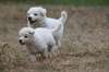 chiots berger blanc suisse disponible de suite - photo 6