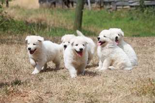 chiots berger blanc suisse disponible de suite