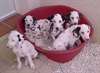 superbes chiots de race dalmatien - photo 1