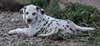 superbes chiots de race dalmatien - photo 3