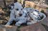 superbes chiots de race dalmatien - photo 4