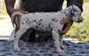 superbes chiots de race dalmatien - photo 5