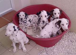 superbes chiots de race dalmatien