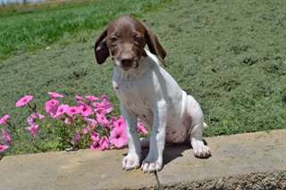 AKC German shorthaired pointer puppies for sale