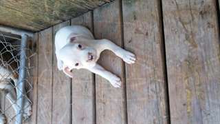 CHIOTS boxer