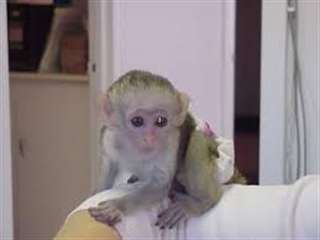 B&#233;b&#233; singe Capucin inscrit LOF