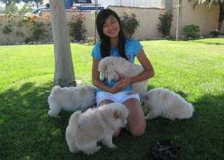 Disponible chiots chow chow ckc enregistrés