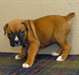 Chiots Boxer - photo 1