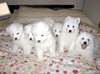 Chiots Samoyede Disponible - photo 2