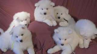 Chiots Samoyede Disponible