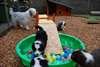 Chiots  Bearded Collie Disponible - photo 2
