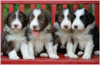 Chiots  Bearded Collie Disponible
