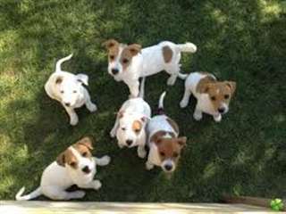 Magnifiques chiots Jack Russel - LOF ou non LOF