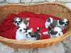 Chiots shih tzu femelles et males - photo 1