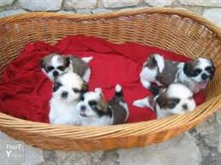 Chiots shih tzu femelles et males