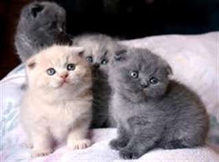 Superbe chaton scottish fold LOOF