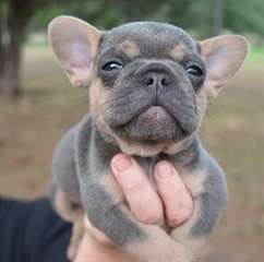 Magnifiques chiots bouledogue français