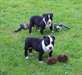 Chiots American staffordshire terrier - photo 1