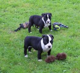 Chiots American staffordshire terrier