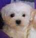 Don Chiot  Bichon Maltais Mâle - photo 1