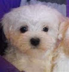 Don Chiot  Bichon Maltais Mâle