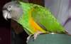Offre perroquet youyou senegal+cage+perchoir? - photo 1