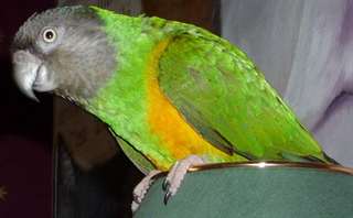 Offre perroquet youyou senegal+cage+perchoir?