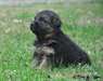 Magnifiques chiots berger allemand disponible - photo 2