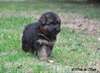Magnifiques chiots berger allemand disponible - photo 3