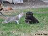 Magnifiques chiots berger allemand disponible - photo 4