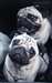 Superbes chiot carlin dispo - photo 3