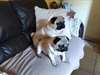 Superbes chiot carlin dispo - photo 4