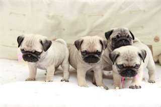 Superbes chiot carlin dispo