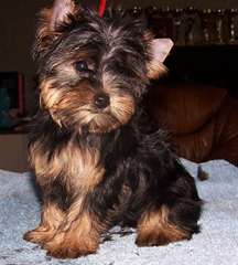 Adorable Yorkshire femelle à donner
