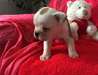 tres beau chiot bouldog anglais à donner - photo 2