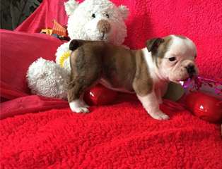 tres beau chiot bouldog anglais à donner